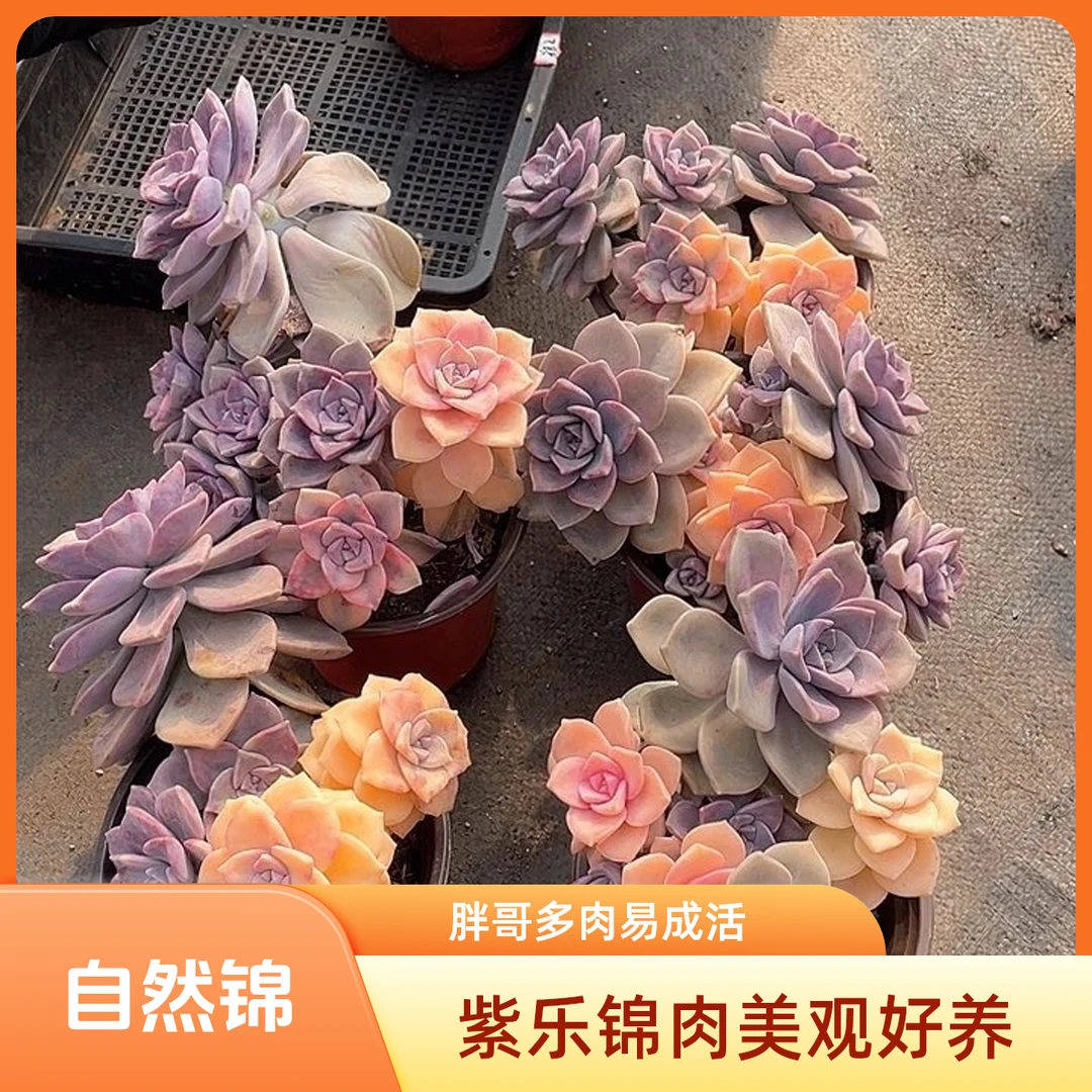 胖哥多肉:紫乐锦多肉好看好养