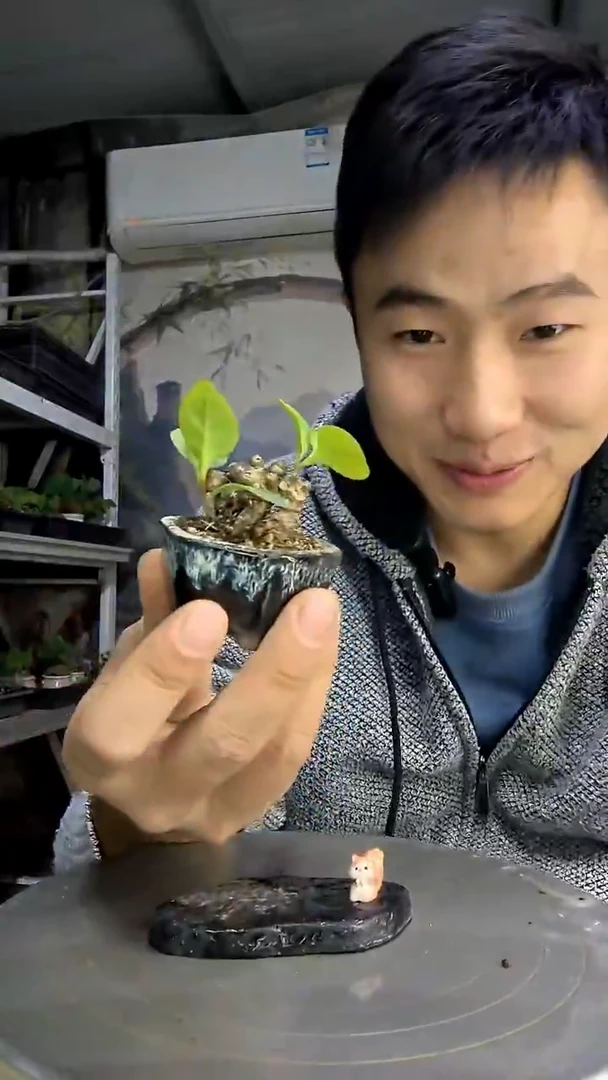 咕***噜中青园艺一物一拍411