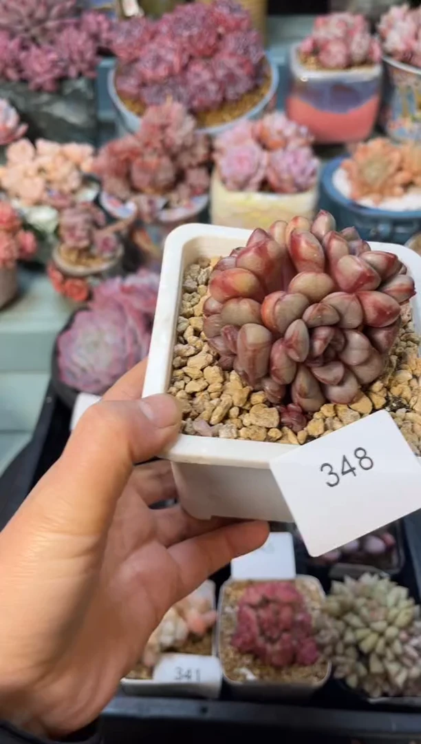 348群生葡萄多肉