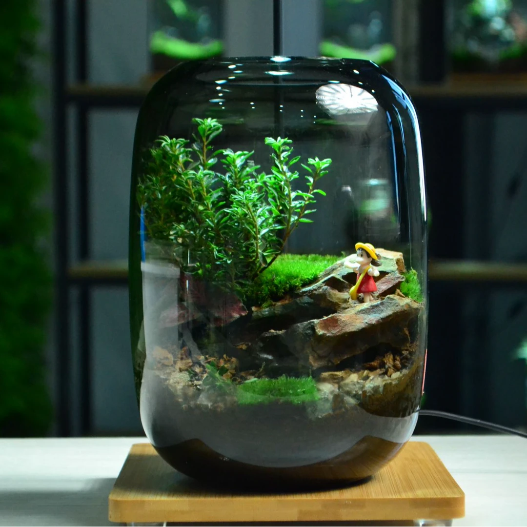 【大肚缸款集合】桌面苔藓微景观好养绿植摆放书桌办公室玄关送人