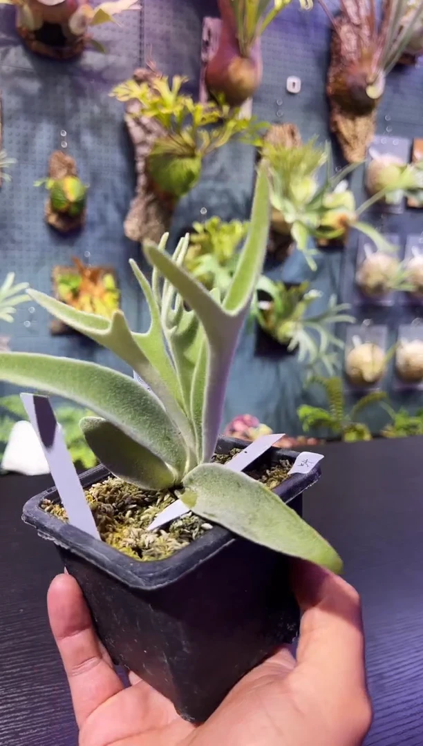 完全开放福利杯苗编号54 AR