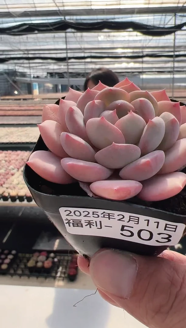 【闪购商品】福利多肉-503