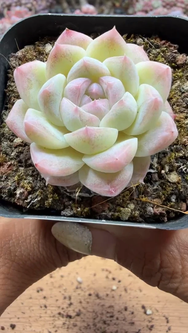 东云多肉园二店-263