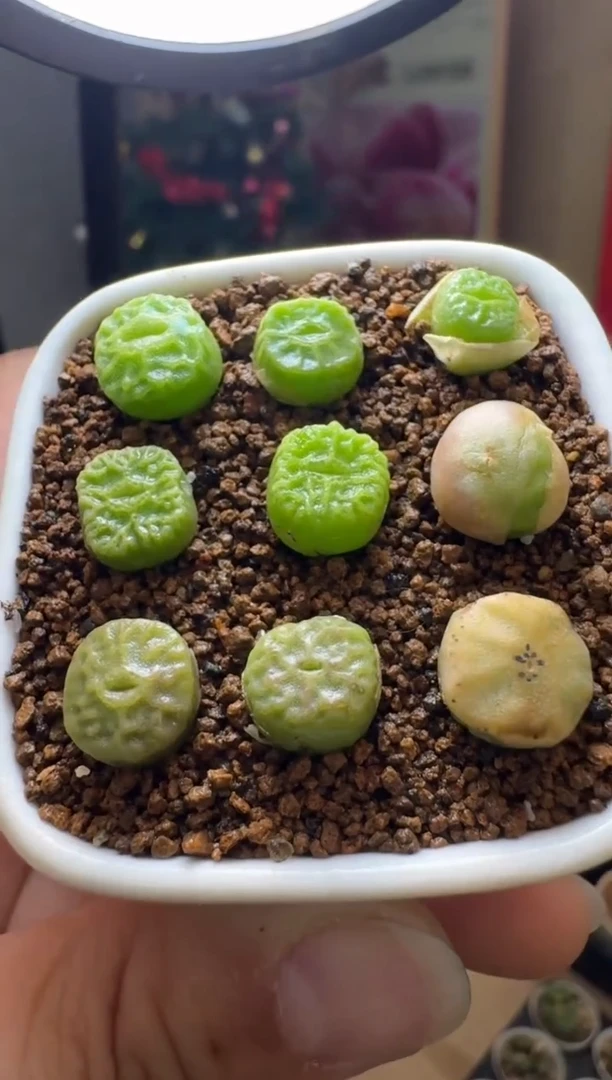 【闪购商品】3-2方烧一颗