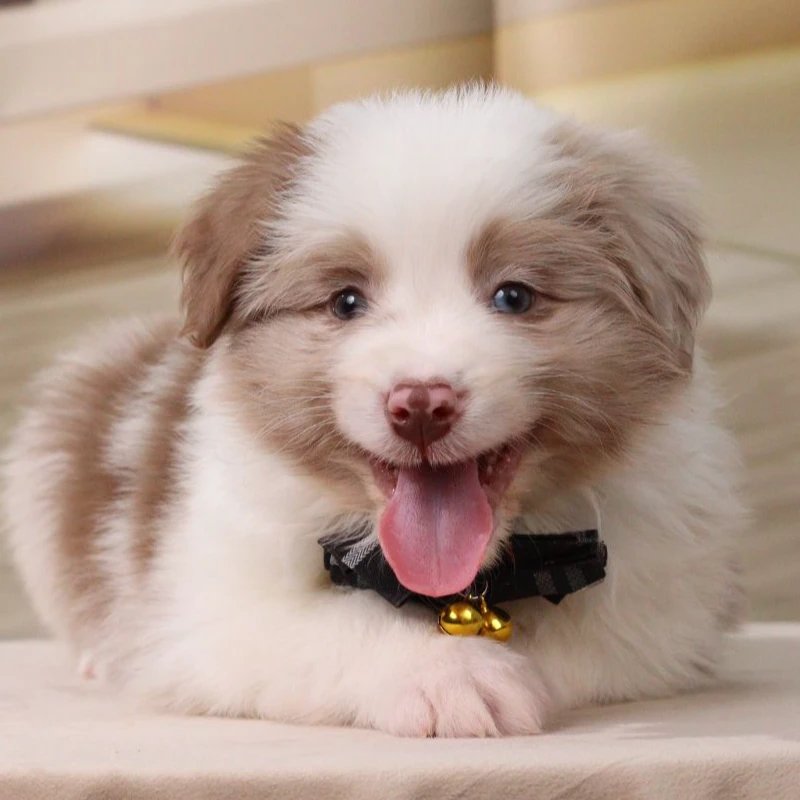 贝贝宝哥聊边牧红陨石边牧活体宠物狗狗边牧