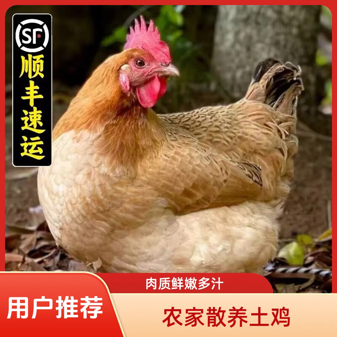 农村生活乡村正宗纯粮食喂养散养跑山鸡柴鸡现抓现宰顺丰包邮原创