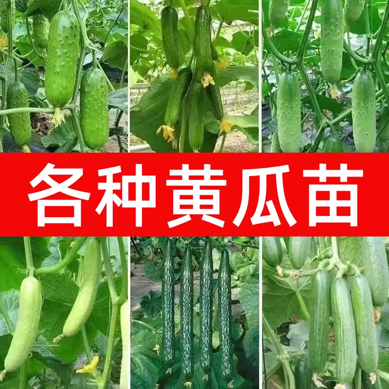 黄瓜苗水果黄瓜苗阳台盆栽黄瓜秧苗四季早熟嫁接大小地爬盆栽秧苗