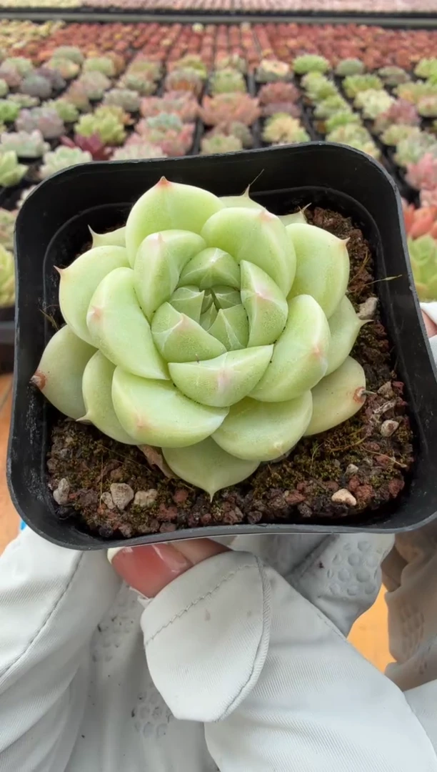 东云多肉园二店-06