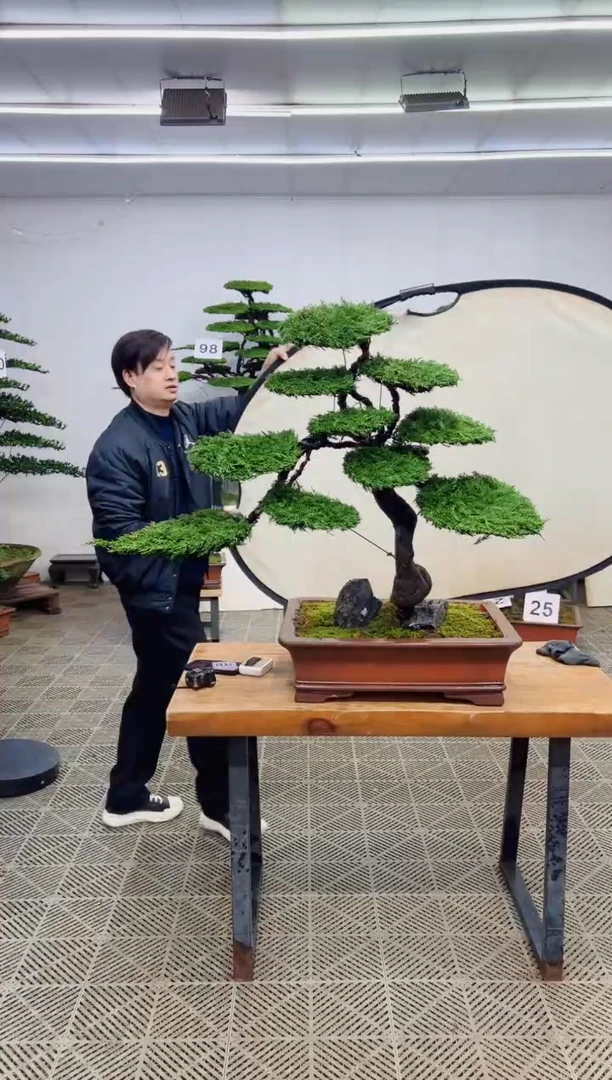 无花朵造型盆景一物一拍