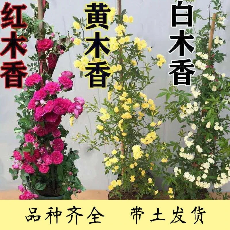 黄木香花苗爬藤植物别墅庭院耐寒花卉四季好养浓香红黄木香花盆栽