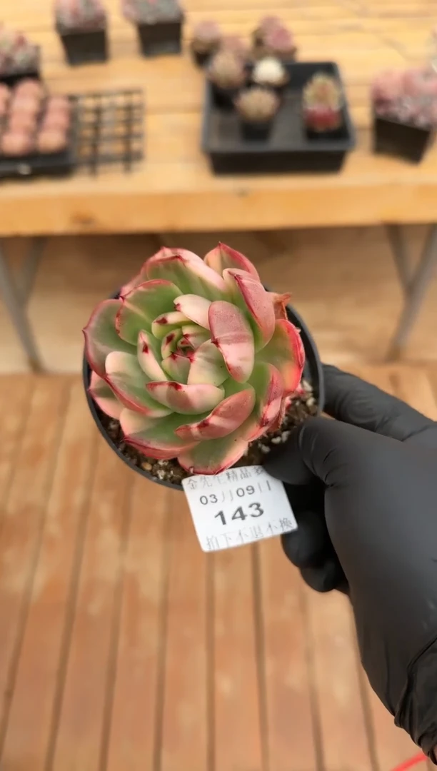 【闪购商品】0309-143弗朗明戈锦