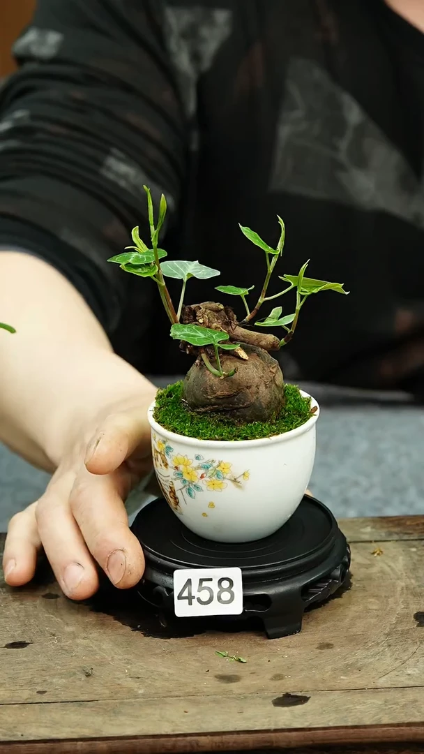 【闪购商品】苔藓微景观458号