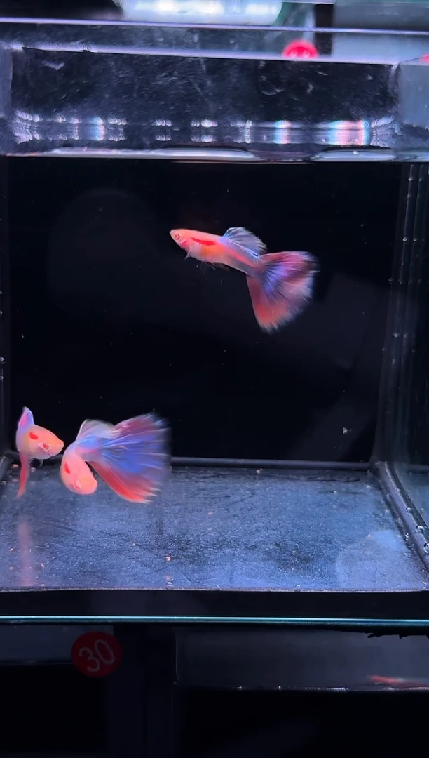孔雀鱼3号彩虹三对
