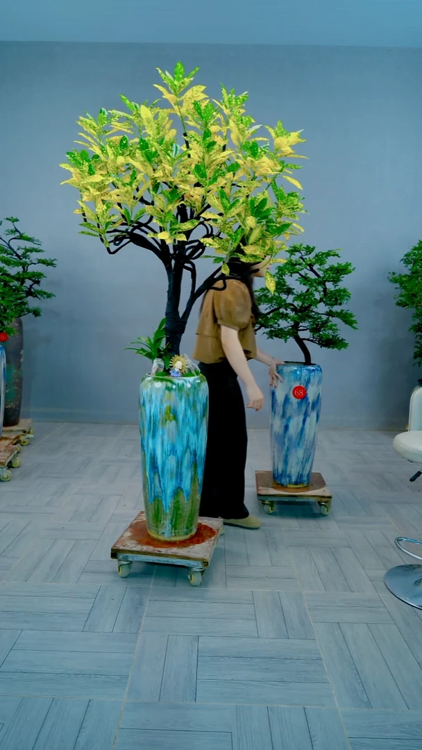 无花朵洒金珊瑚净化空气