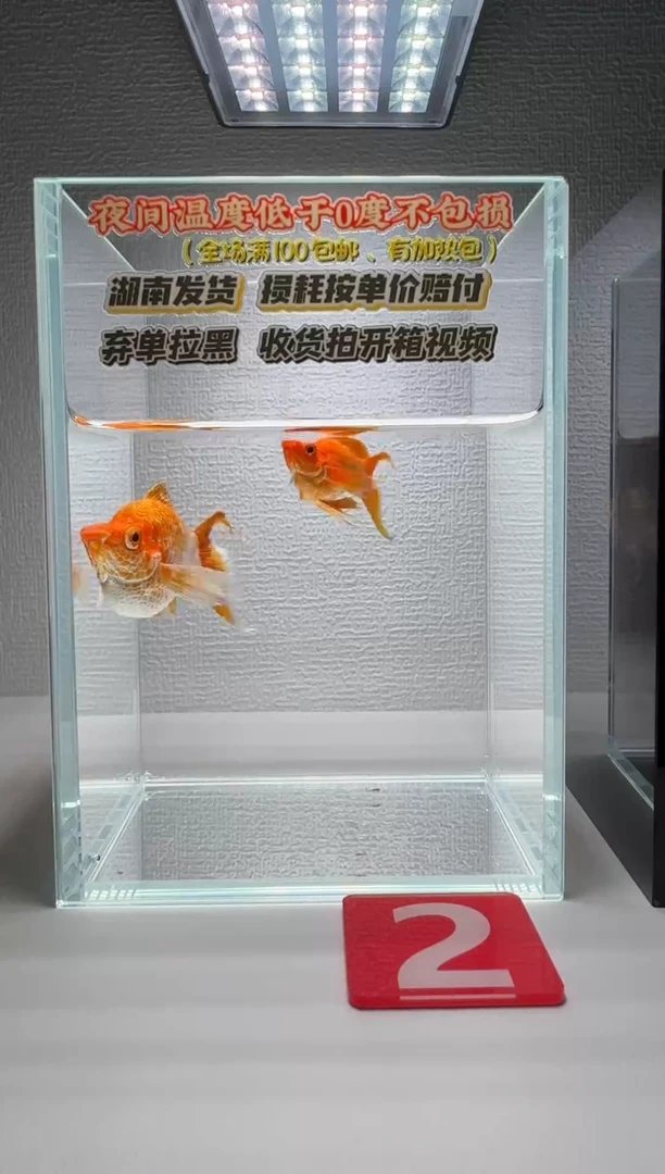 黑玛丽鱼002柠檬玛丽球1对