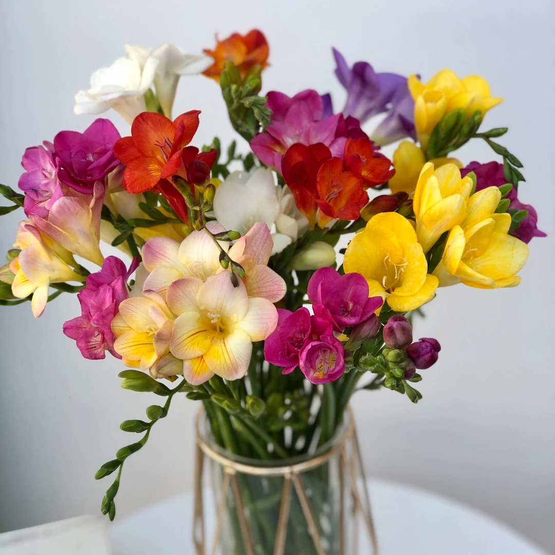 【香雪兰】  鲜切花  运输中轻微掉苞属正常