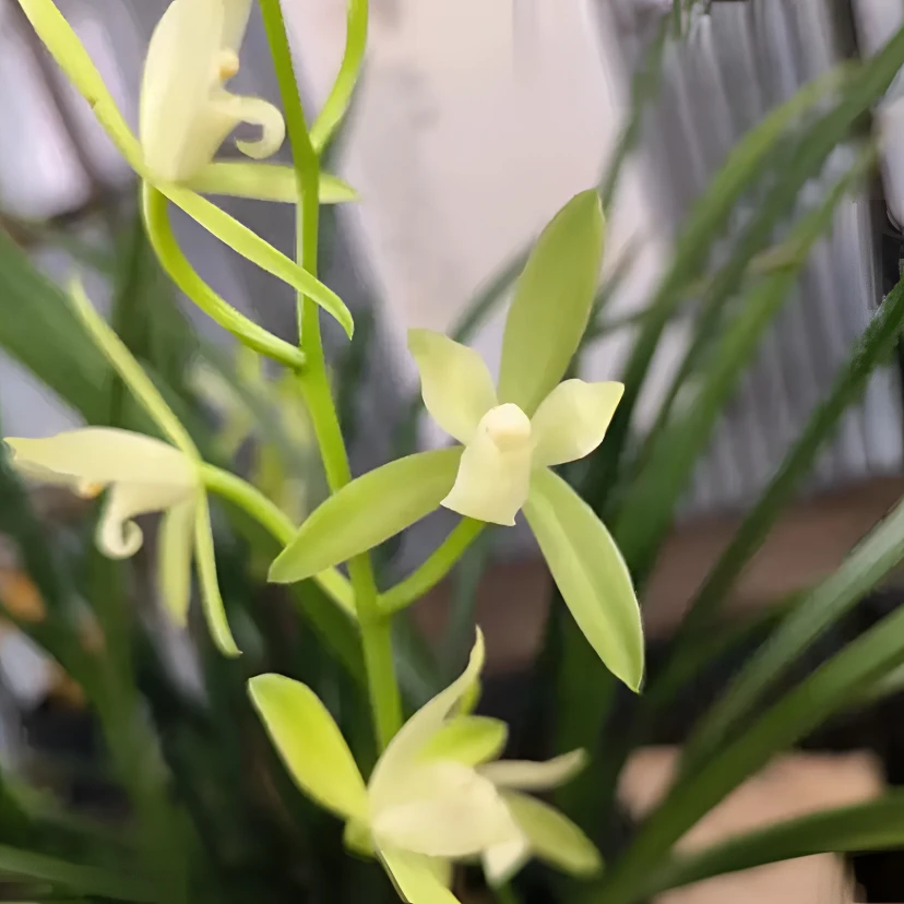 建兰【铁骨素】夏秋开花 浓香型 素心花