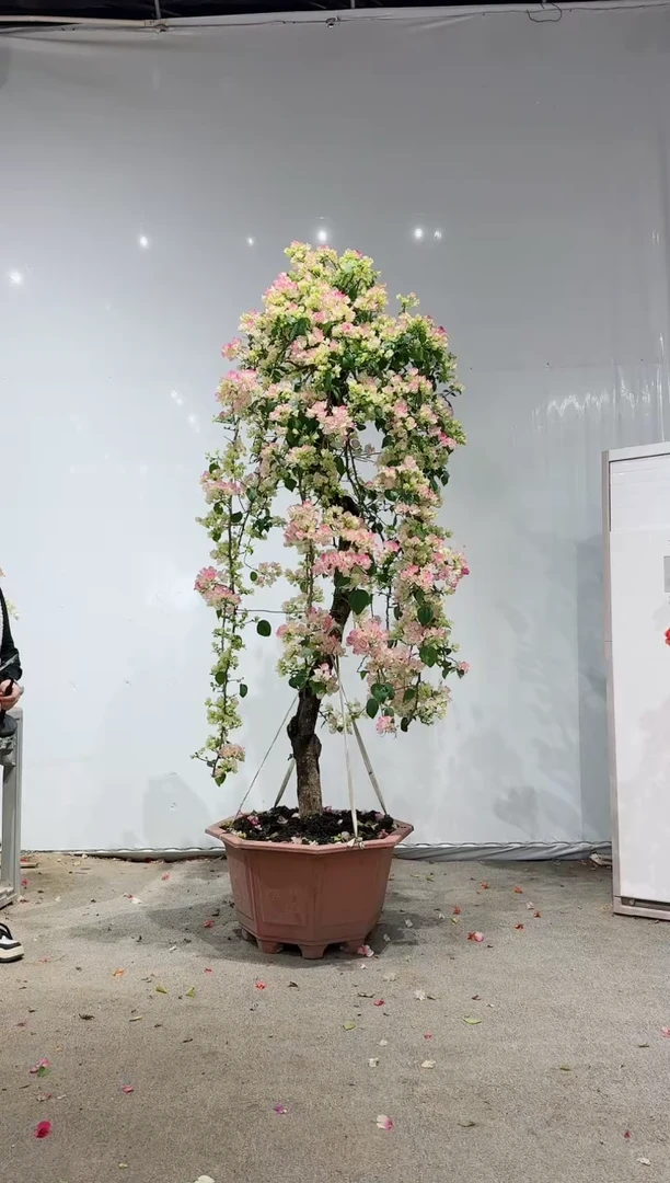 【闪购商品】盆景绿叶樱花