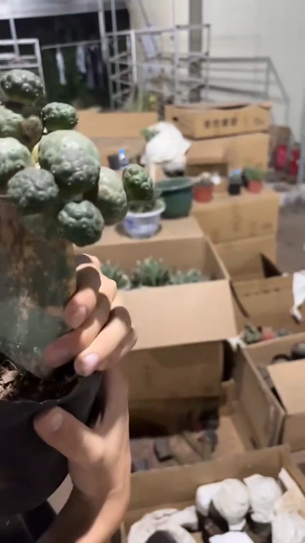 多头 足球团扇【嫁接】