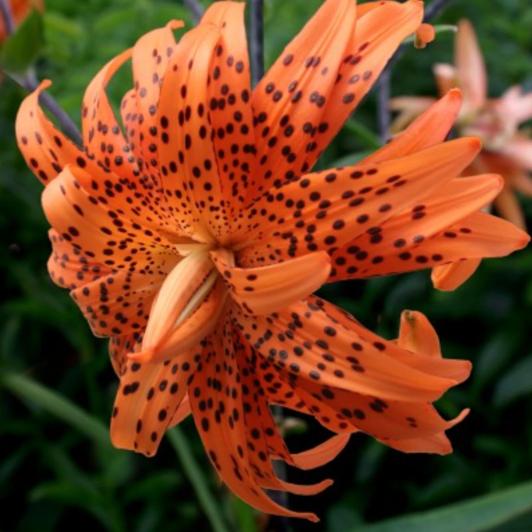 新品【重瓣兰】13/15 卷单百合种球进口百合种球栽种