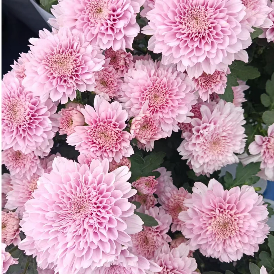 多头奢香夫人卡林巴 荷兰菊盆栽  耐热耐寒多年生植物 好养易活