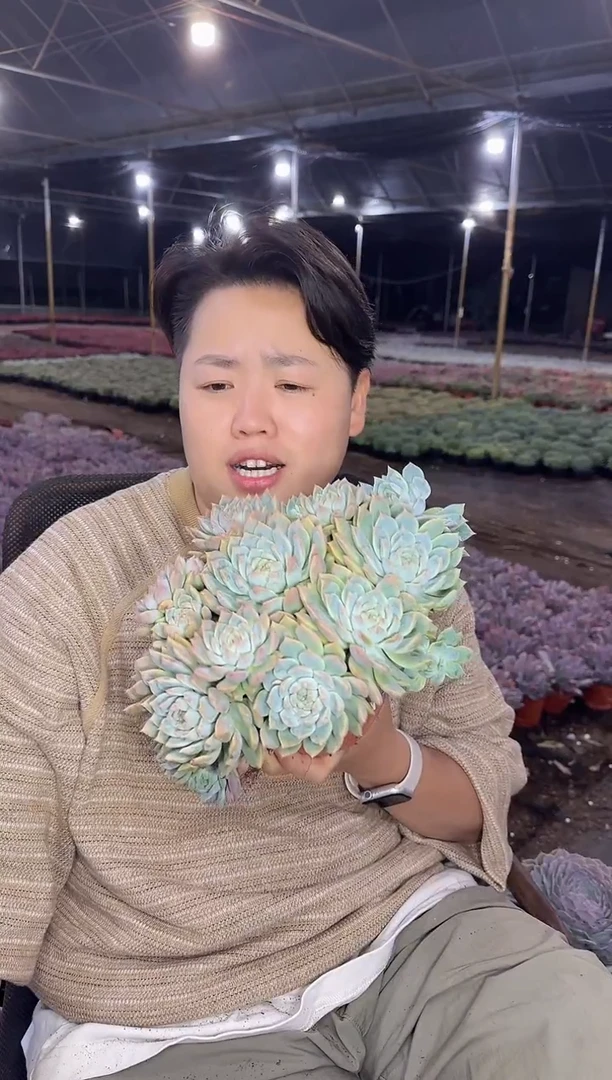 大群霜花脱半土20CM 5.88