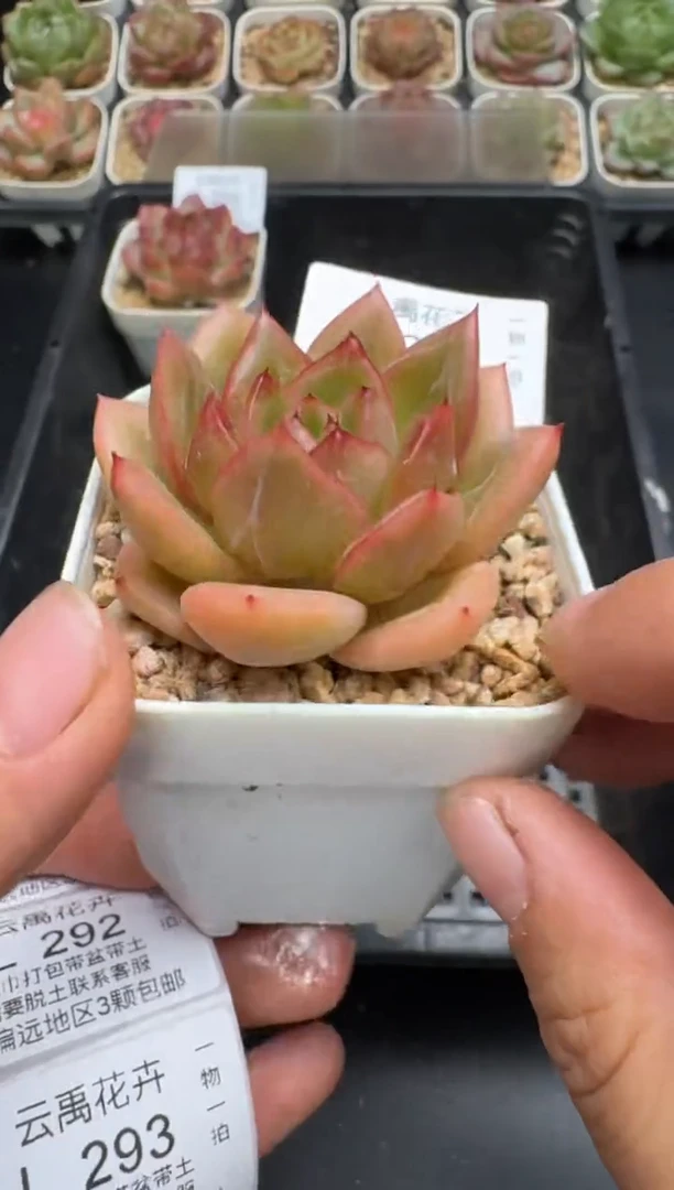 290L当天拍3颗包柚 带盆土纸巾打包 云禹花卉 珍妮多肉植物