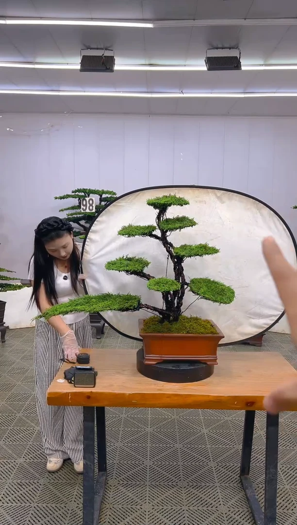 无花朵济州真柏盆景.....