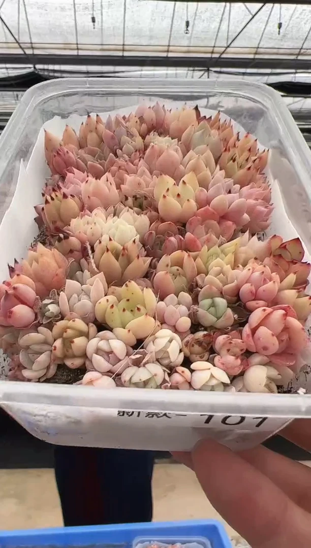 【闪购商品】新款多肉-101（幼稚园）