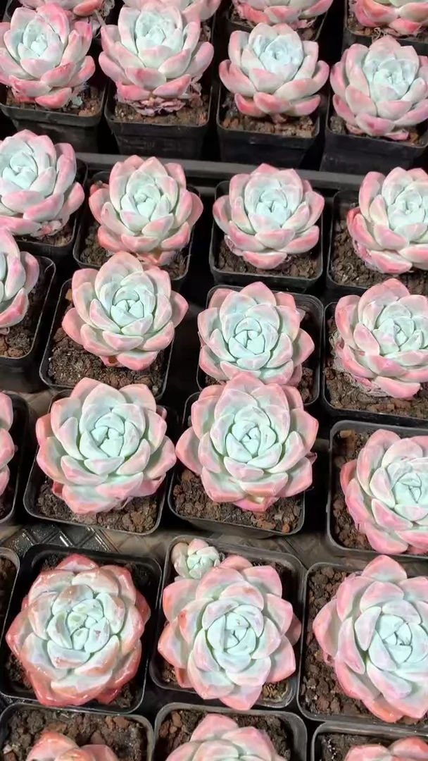 7厘米盆带盆土冰玉3颗【2单包邮】