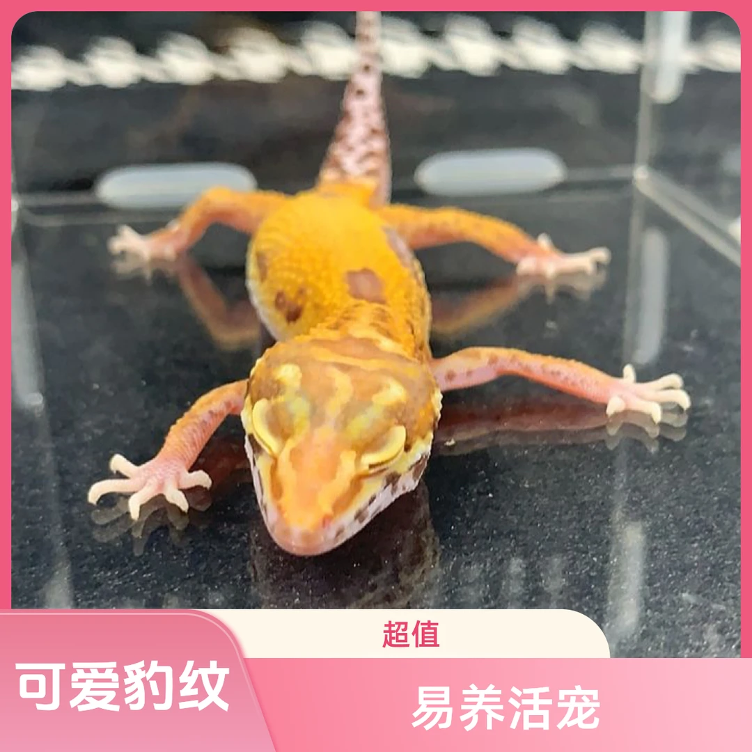 易养活的可爱豹纹守宫蜥蜴活体宠物暴龙基因