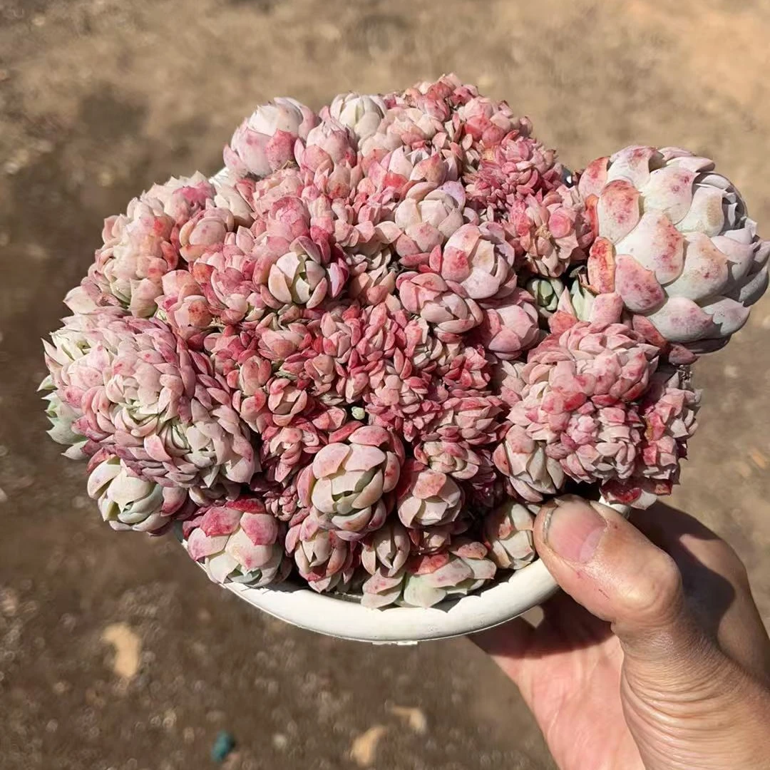 贝瑞缀化多肉植物（满18包邮）新手好养好看