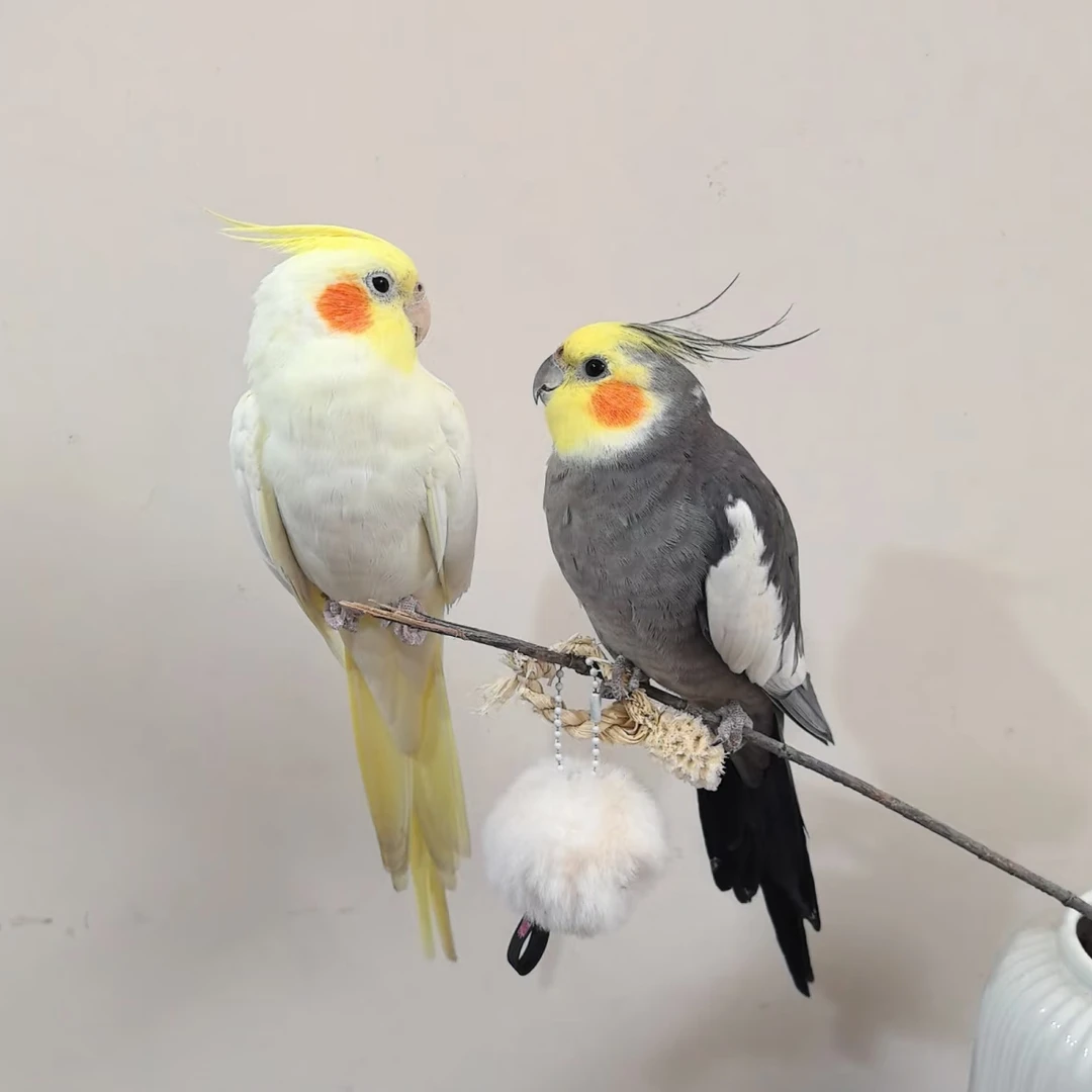 玄凤鹦鹉会唱歌能学话的宠物鸟2只