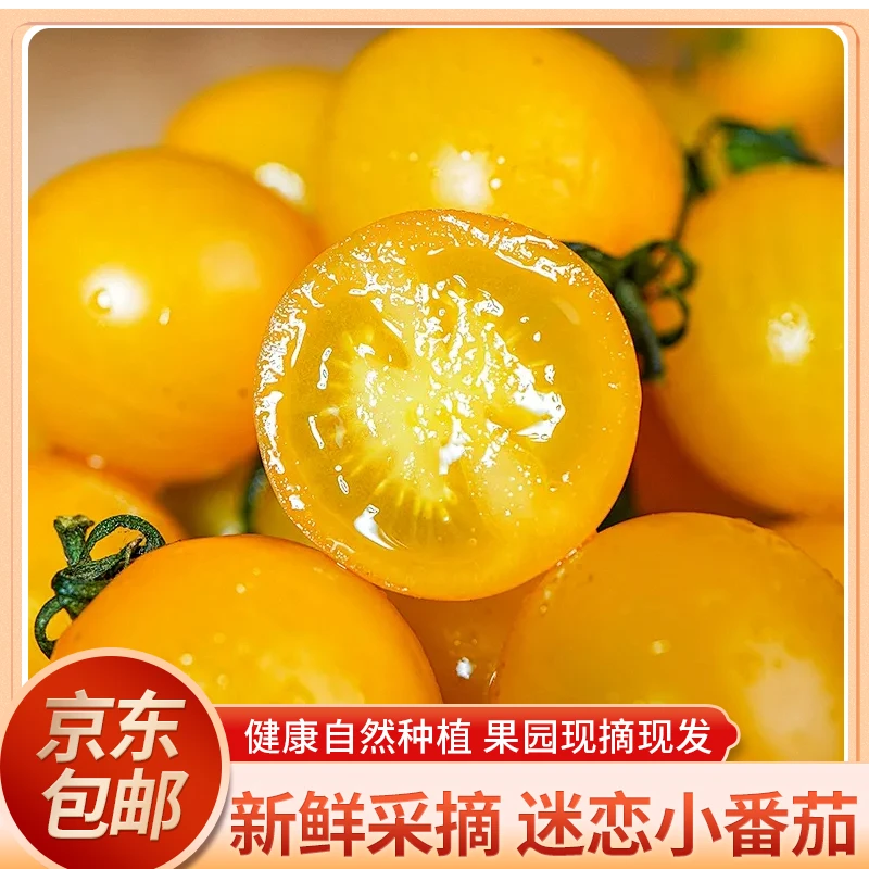 【新鲜采摘自然成熟】圣女果薄皮肉厚黄色迷恋小番茄饱满酸甜补维C
