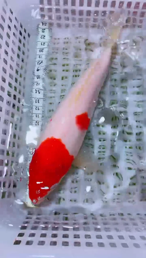 锦鲤血统锦鲤全场包邮75