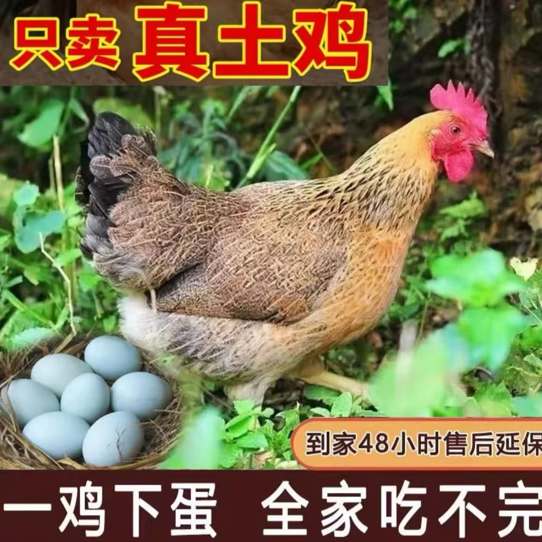 （顺丰）农村五谷杂粮散养土鸡活鸡一只2斤左右 （到手4大只）