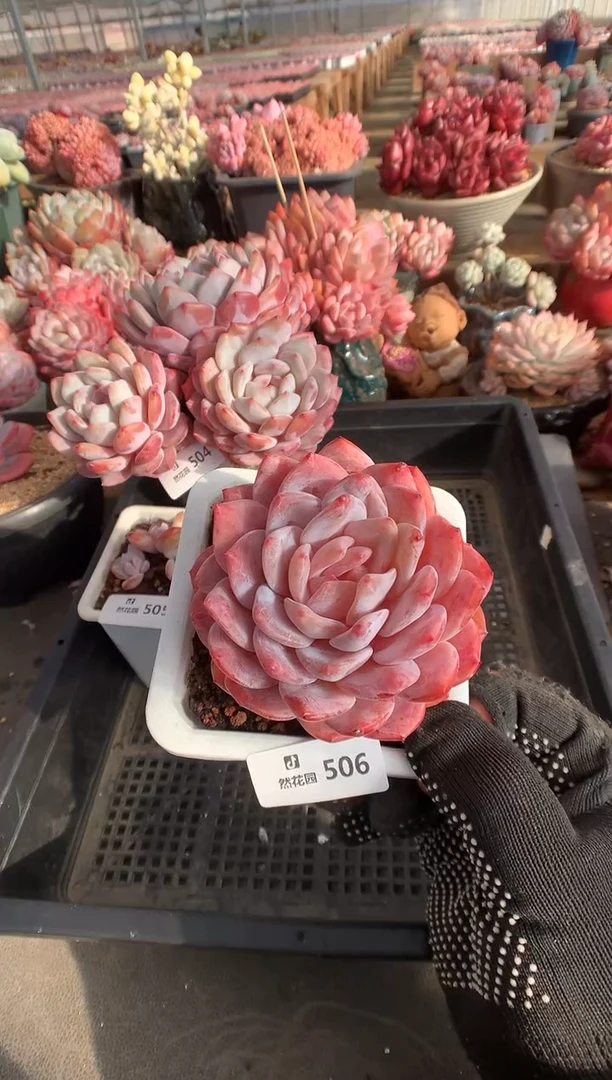 506韩橙多肉植物一物一拍