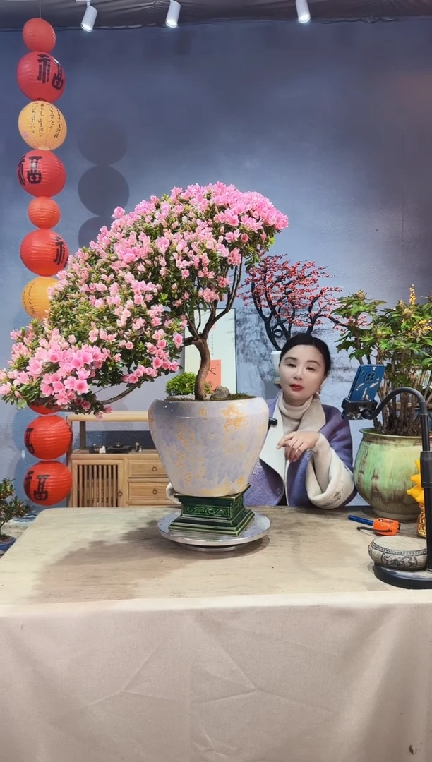 【闪购商品】盆景粉珍珠 杜鹃