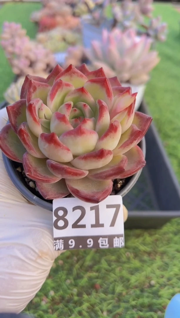 【闪购商品】信福多肉一物一拍