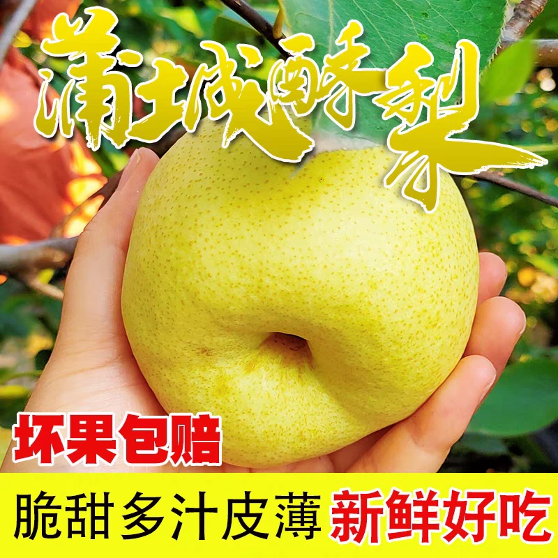 蒲城酥梨砀山梨皮薄多汁核小肉厚当季新鲜水果新鲜采摘整箱by