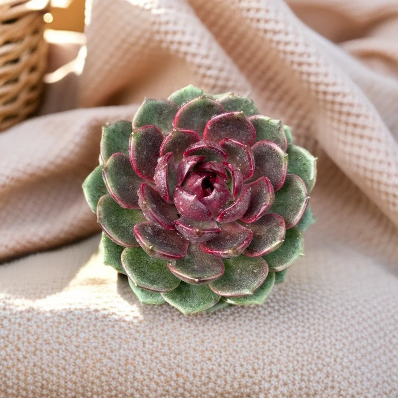 溜溜球  好看好养 红色 以直播间展示为准5cm-7cm 两单包邮