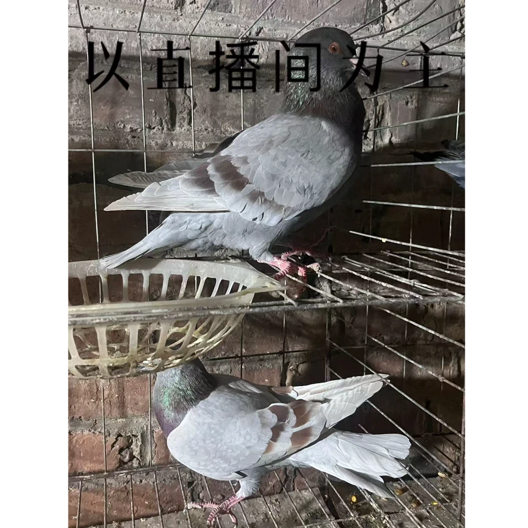 优选大体落地王（四只）鸽子直播间为准