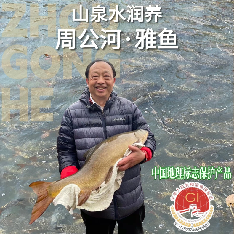 鲜活雅鱼【1-3斤】生鲜 雅安特产 中国地理标志产品 细鳞鱼冷水鱼