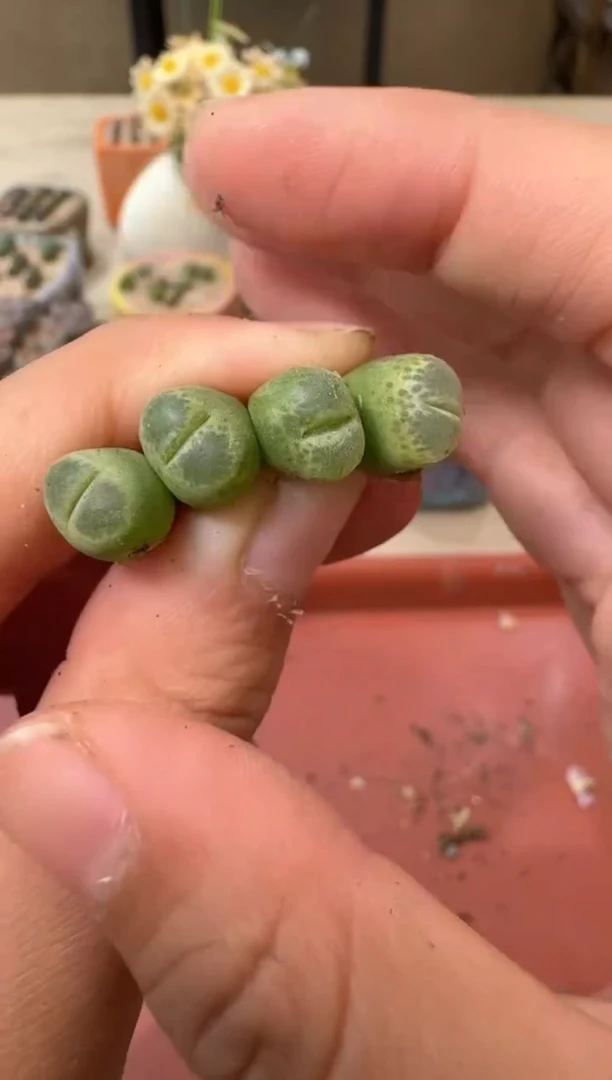多肉植物肉锥22-8