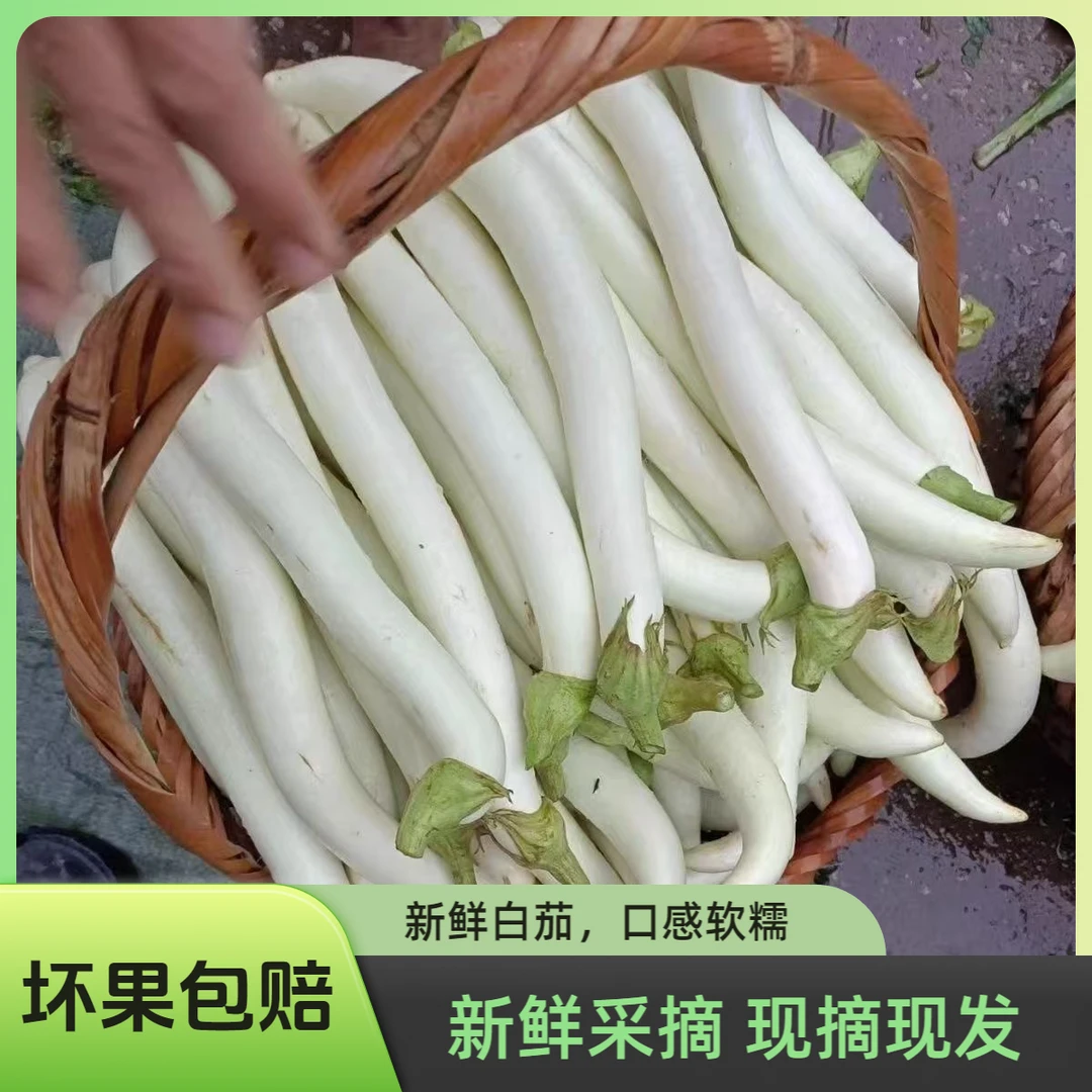 潮汕白茄新鲜当季茄子新鲜上市果蔬农家露天种植新鲜现摘现发