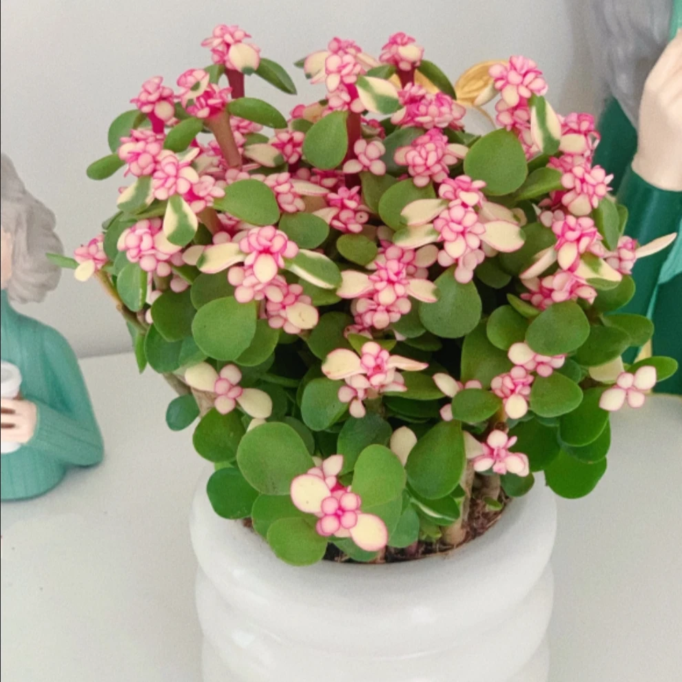 手捧花金枝玉叶多肉植物防辐射吸甲醛适合居家养护