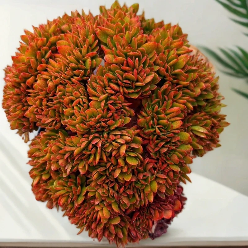 糖果缀化  多肉植物 带盆土（满 15 包邮）  以直播展示为准