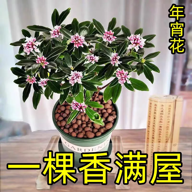 金边瑞香浓香型盆栽带花苞耐寒老桩适合室内客厅养殖