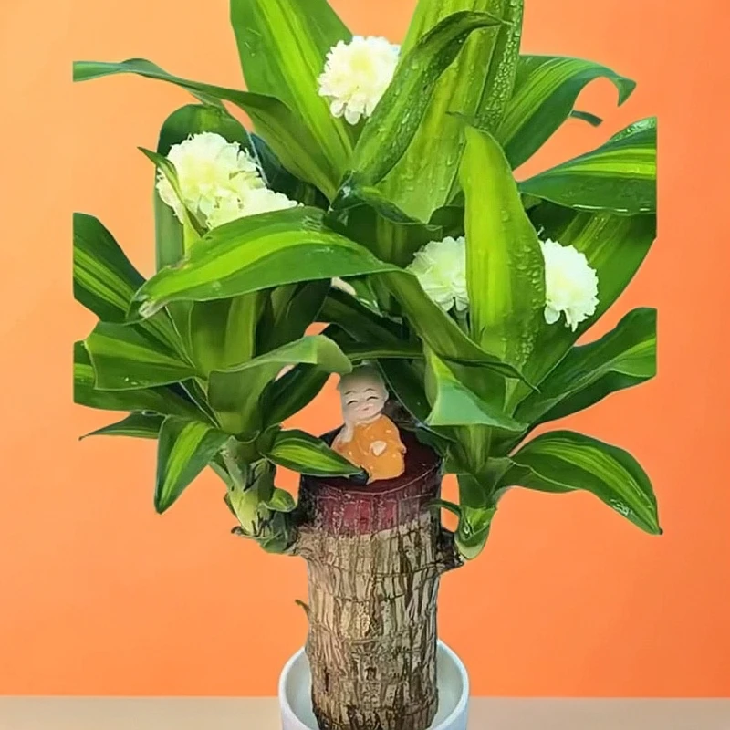 品质带芽孢加粗加高巴西木幸运木可开花水养土培观赏花卉盆栽室内
