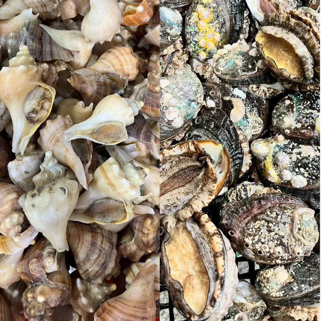 500g鲍鱼+500g红螺